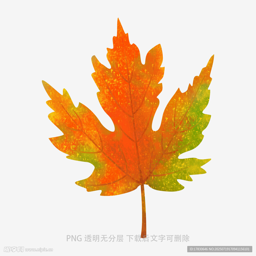 橙黄枫叶插画