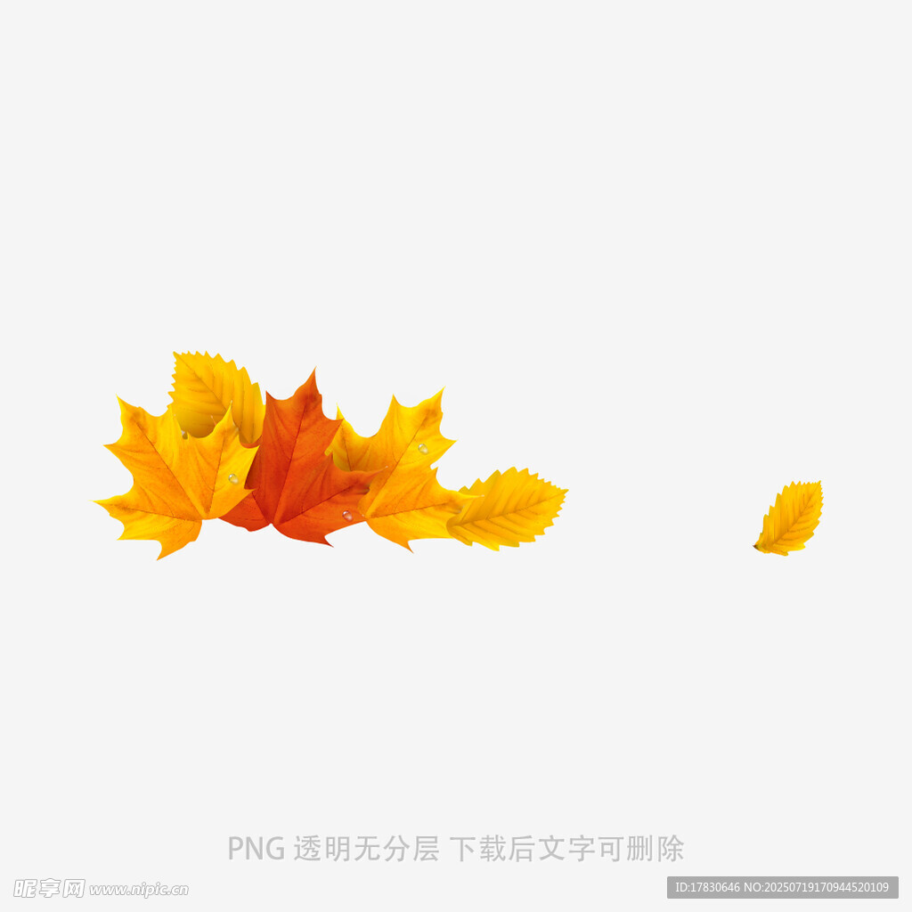 秋日落叶特写