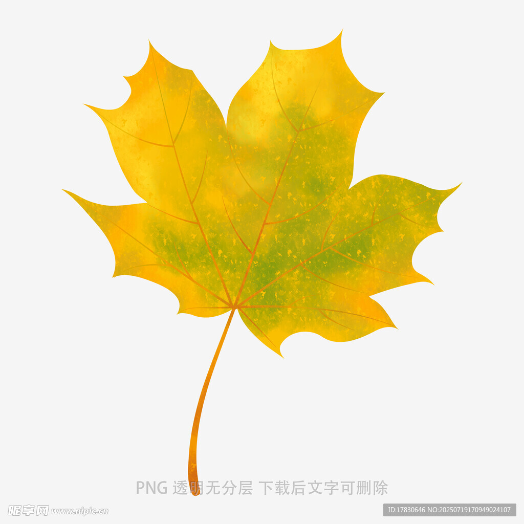 金黄枫叶插画