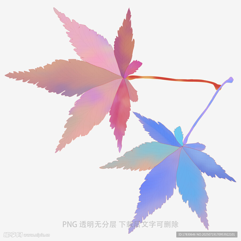 多彩枫叶插画
