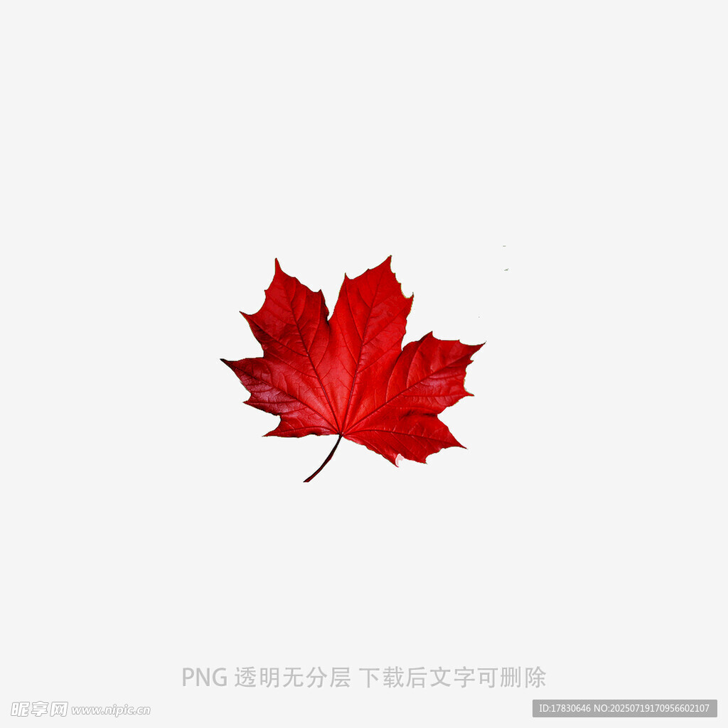 一片鲜艳的红色枫叶