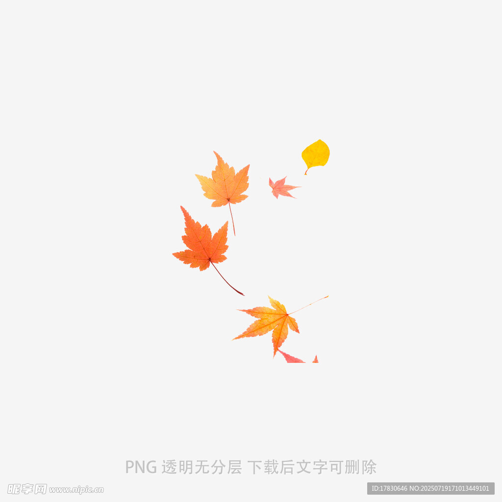 飘落的枫叶