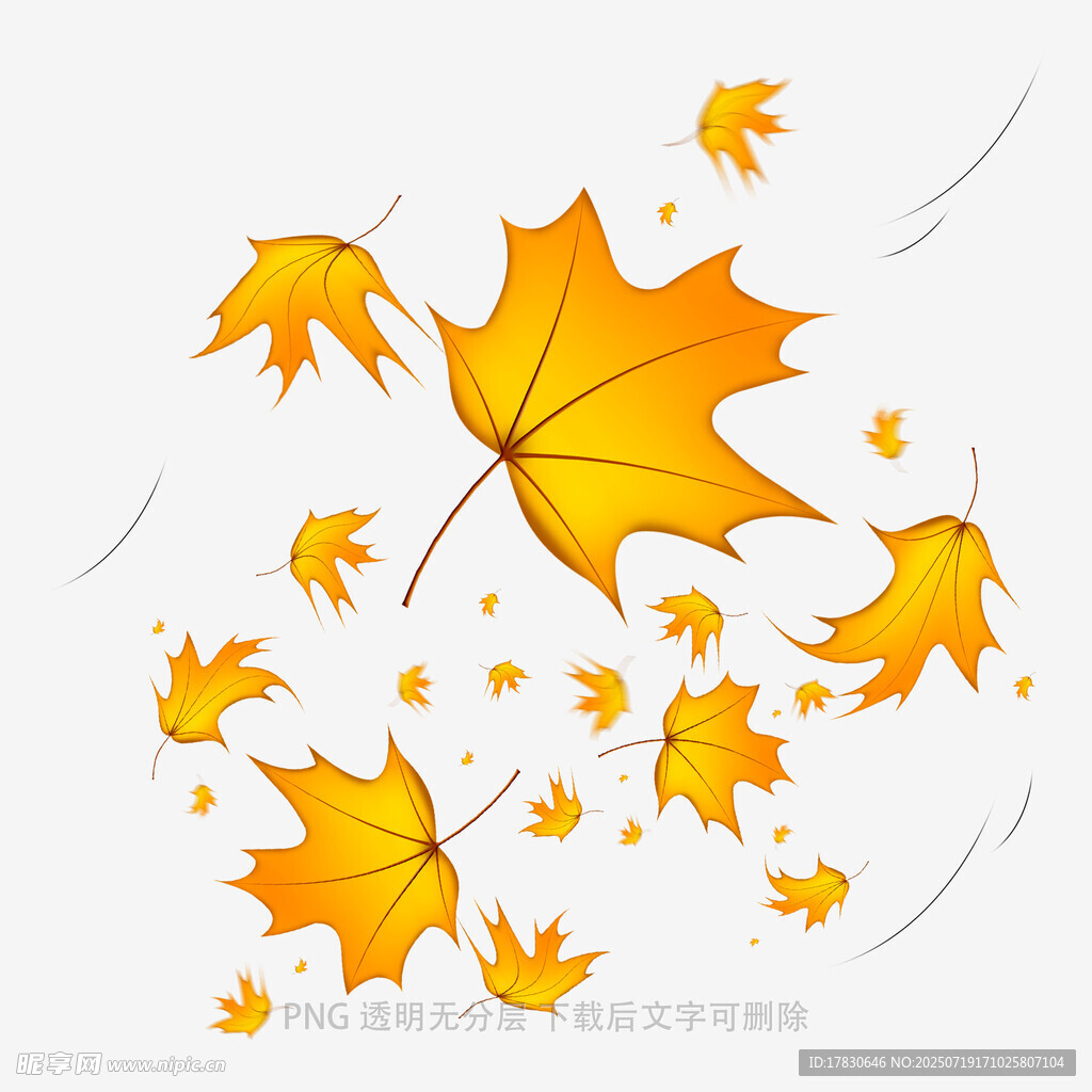 飘落的金黄枫叶
