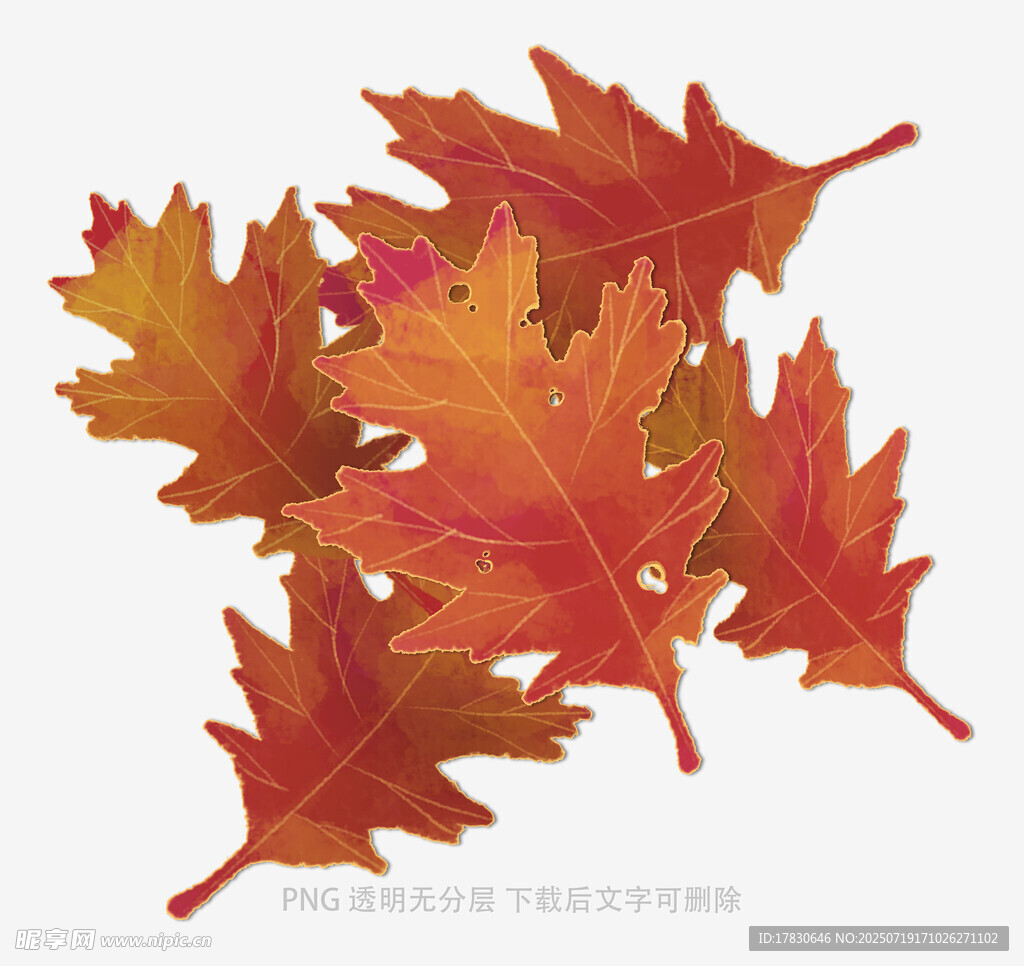 多彩枫叶特写