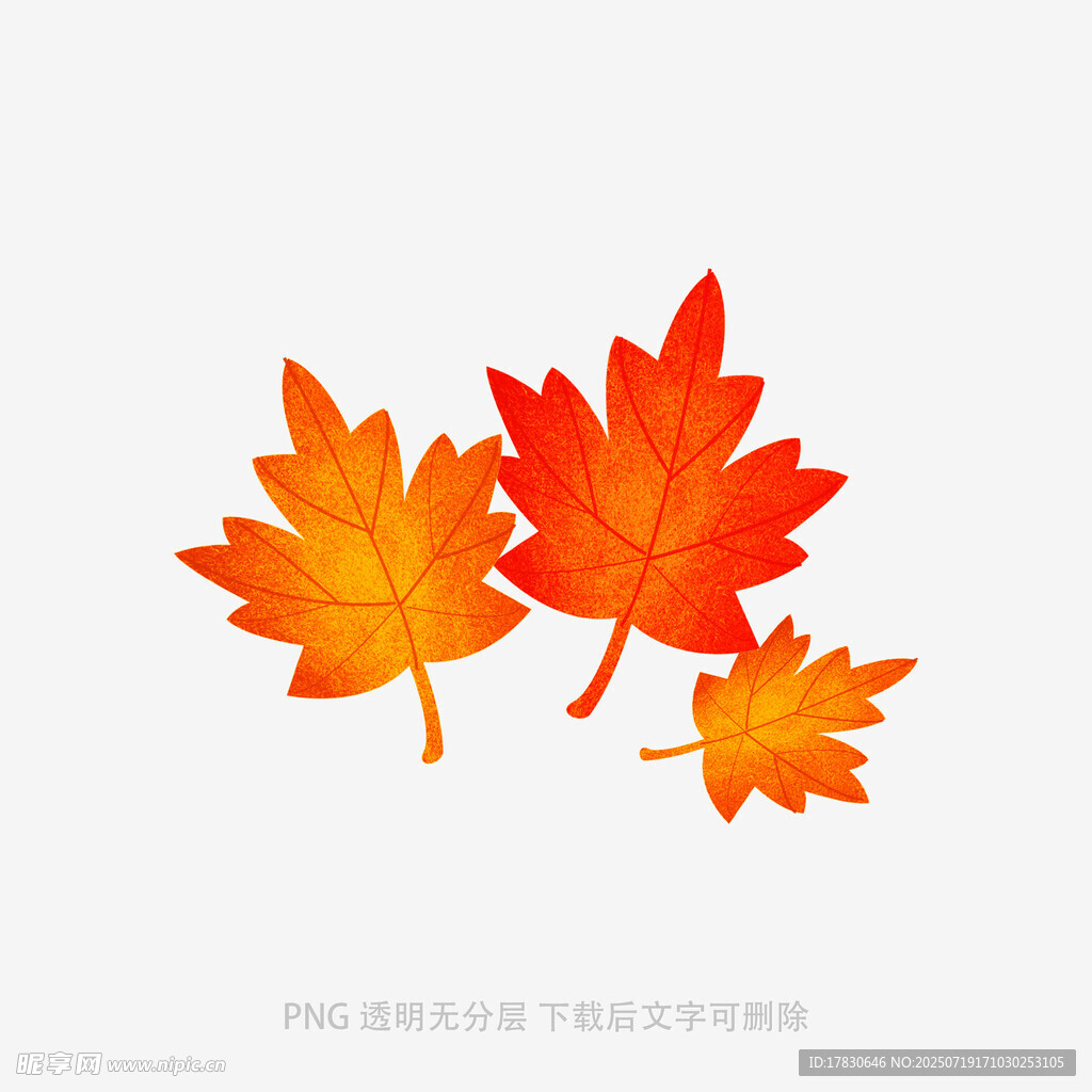 三片枫叶插画