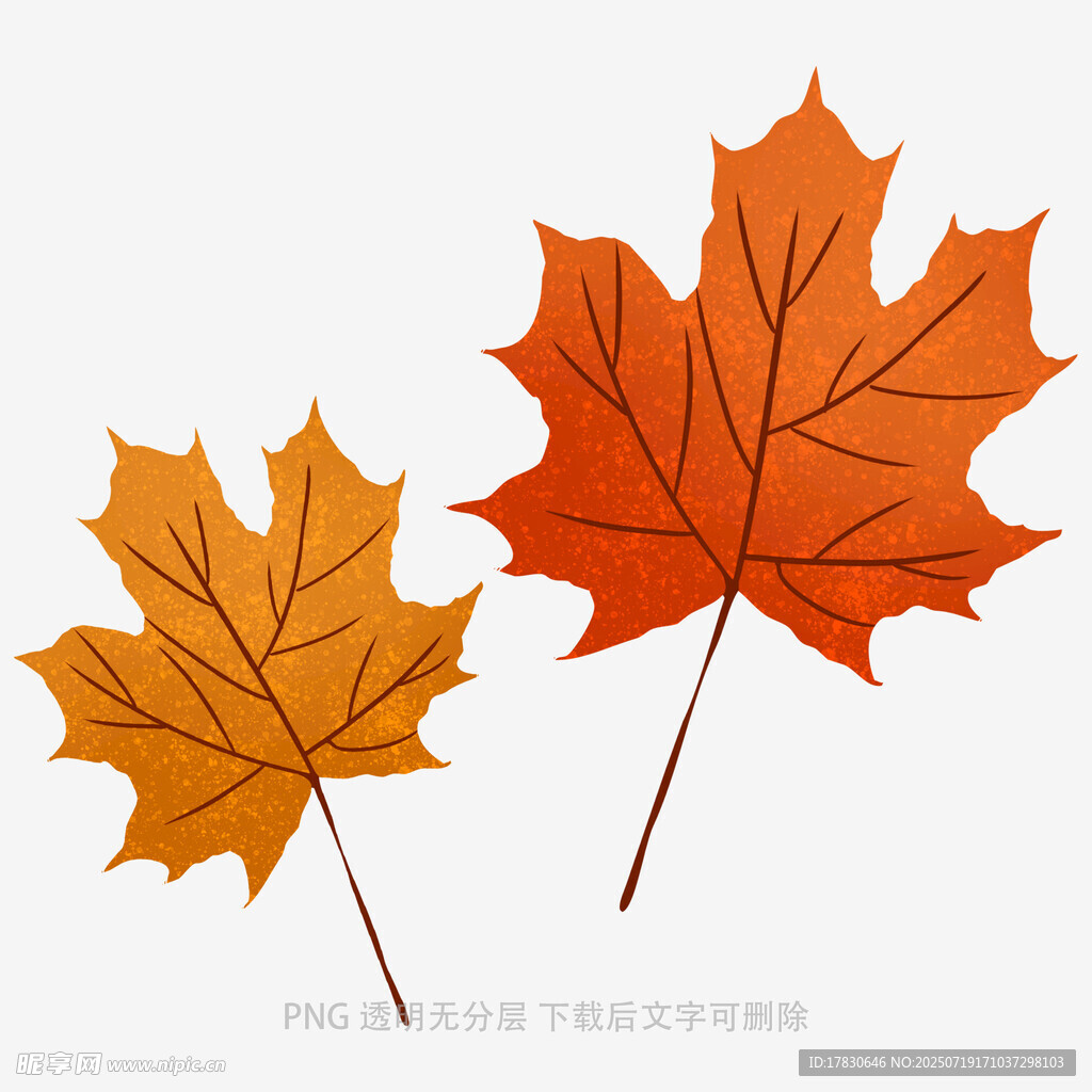 两片枫叶插画