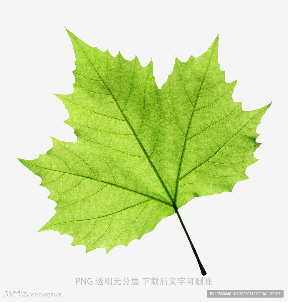 嫩绿枫叶特写