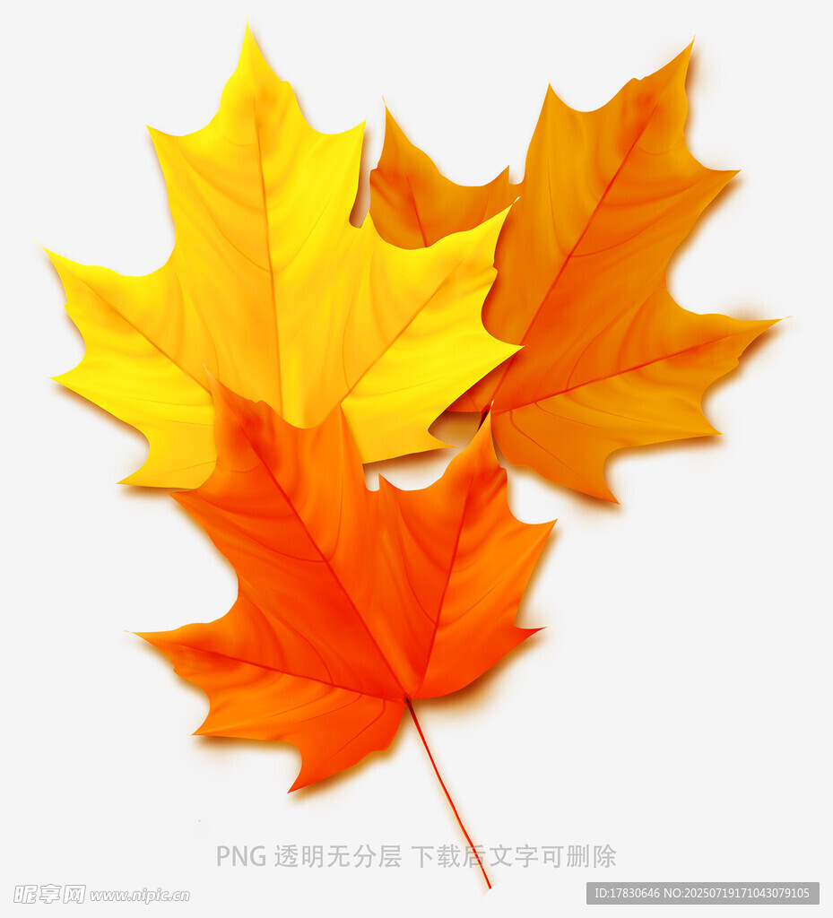 多彩枫叶特写