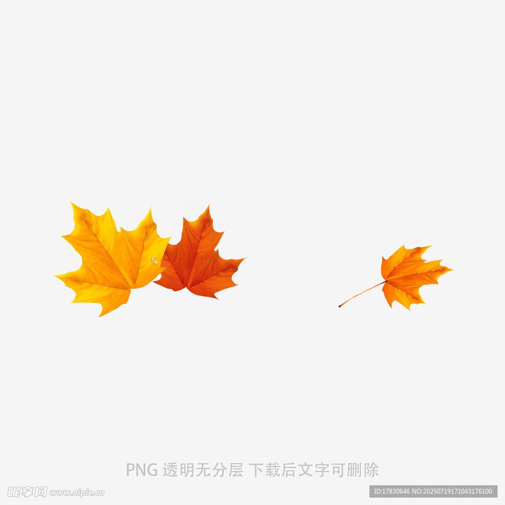 飘落的多彩枫叶