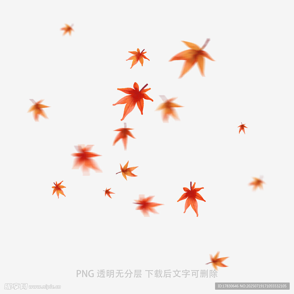 飘落的红色枫叶