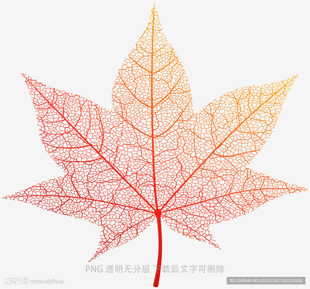 透明脉络枫叶图案素材