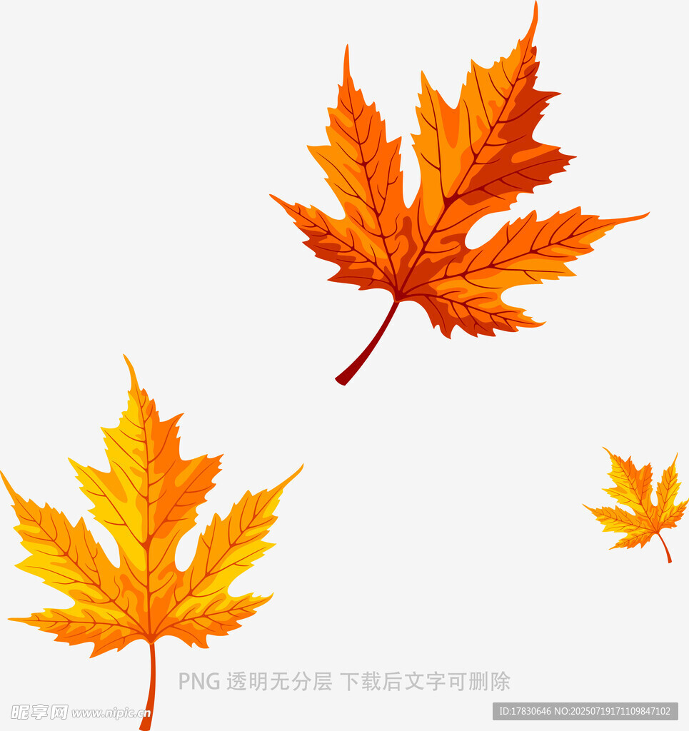 飘落的多彩枫叶