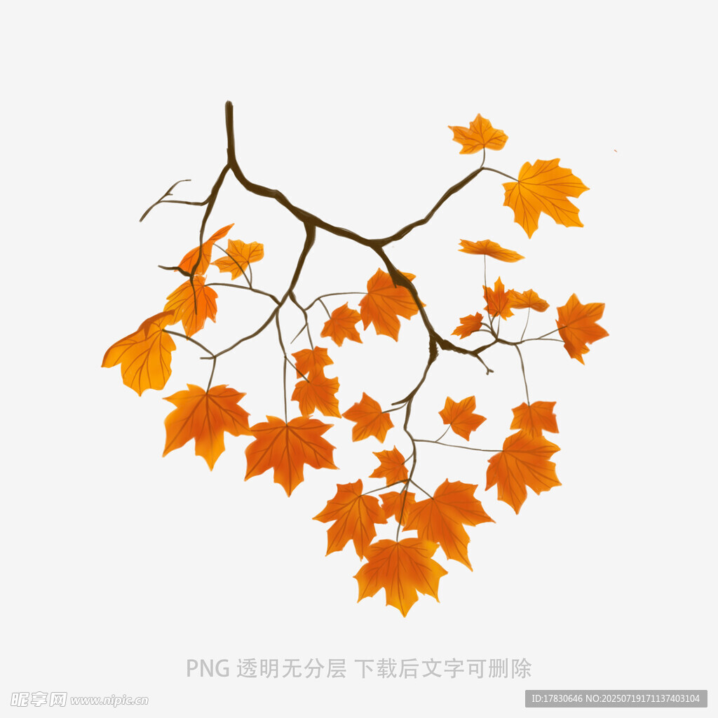 秋日枫叶树枝插画