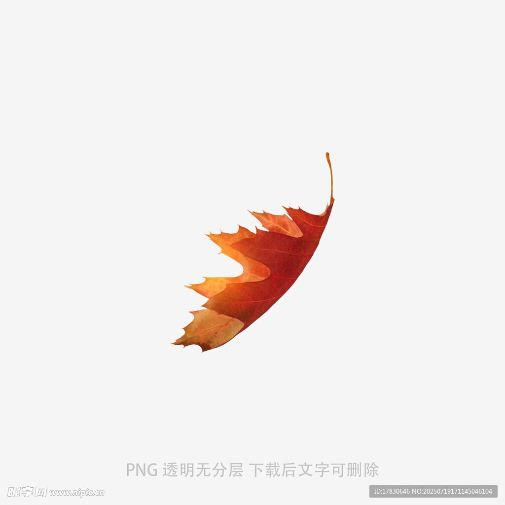 飘落的橙红色枫叶