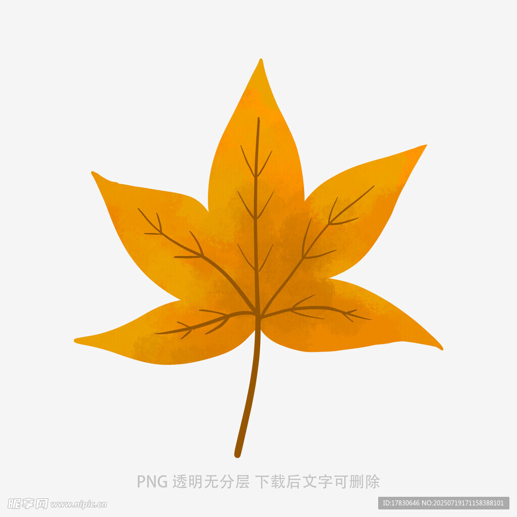 金黄枫叶插画