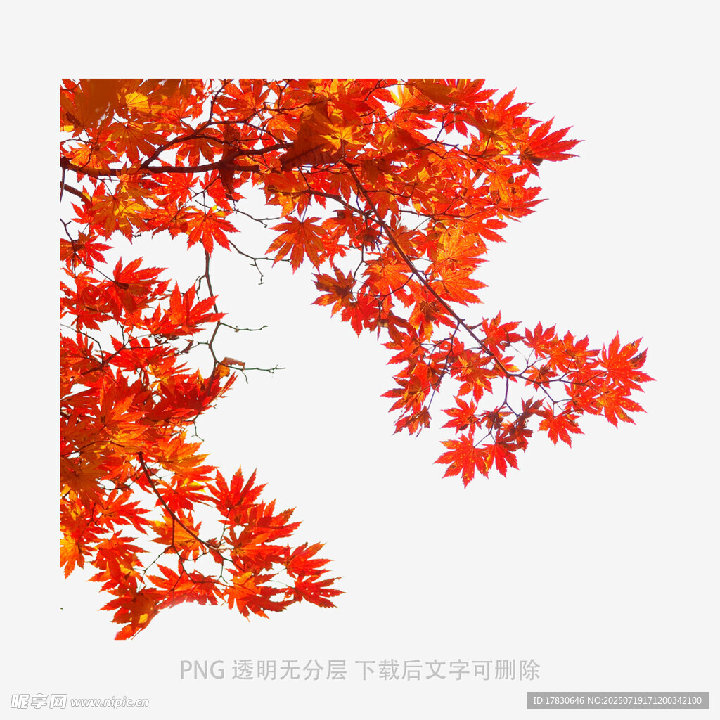 秋日红枫叶树枝特写