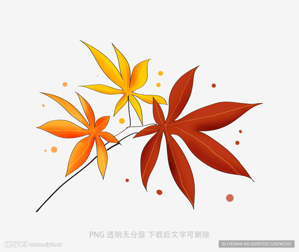 秋日枫叶插画