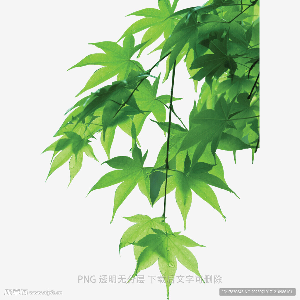 翠绿枫叶垂枝