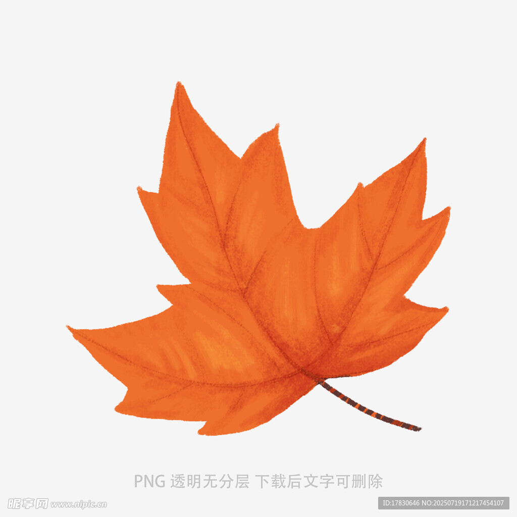 橙红色枫叶特写