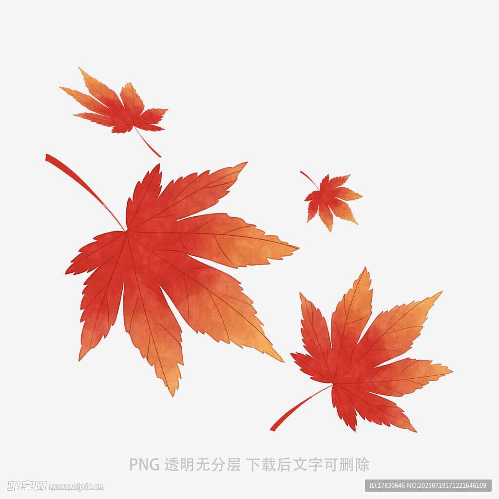 飘落的枫叶