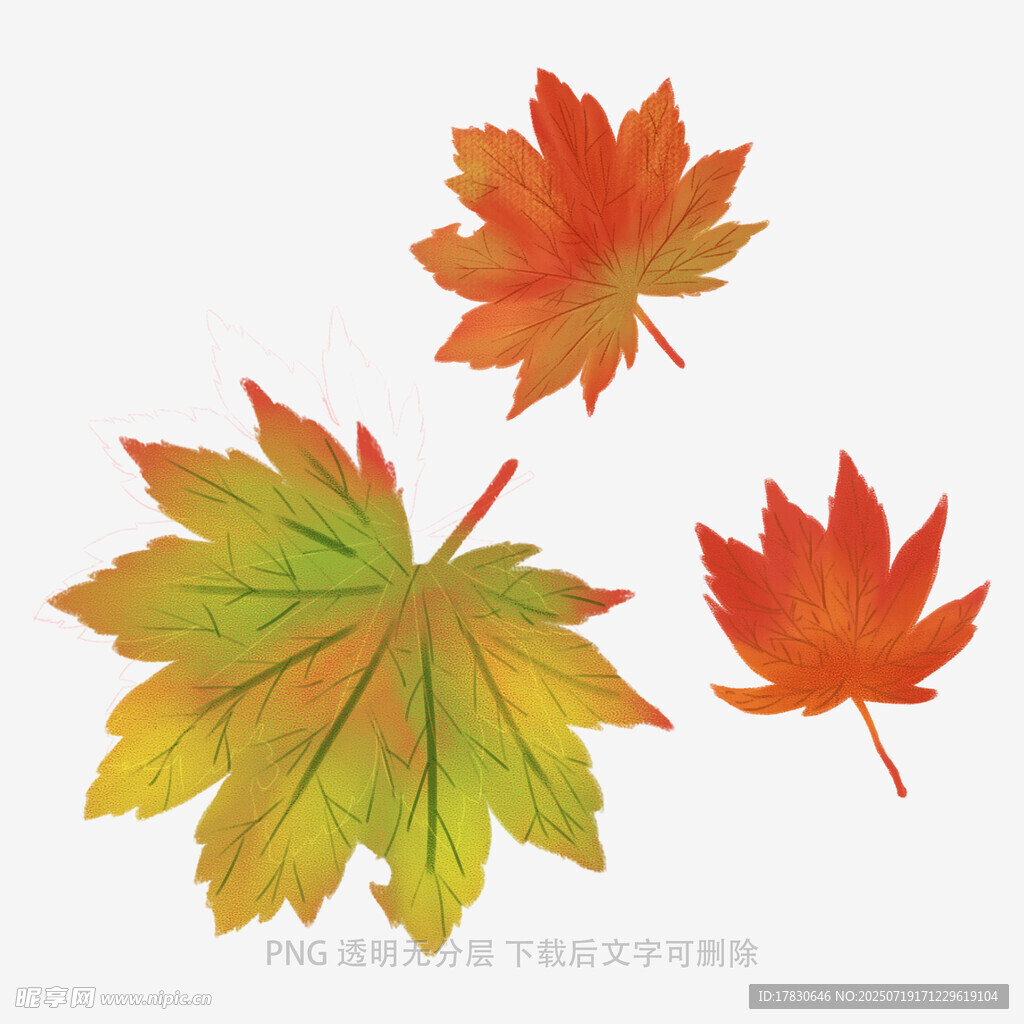 三片多彩枫叶插画