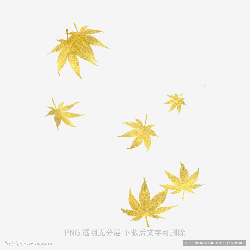 飘落的金色枫叶