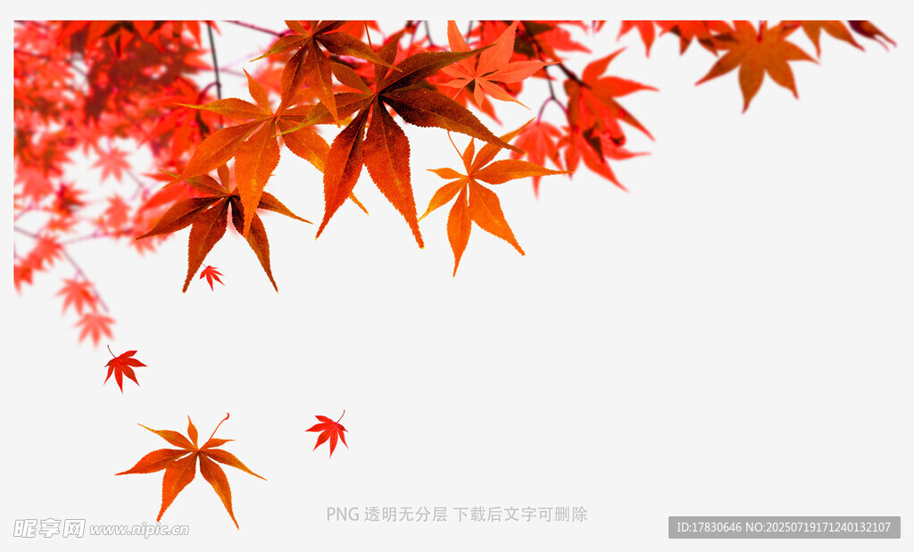 枫叶