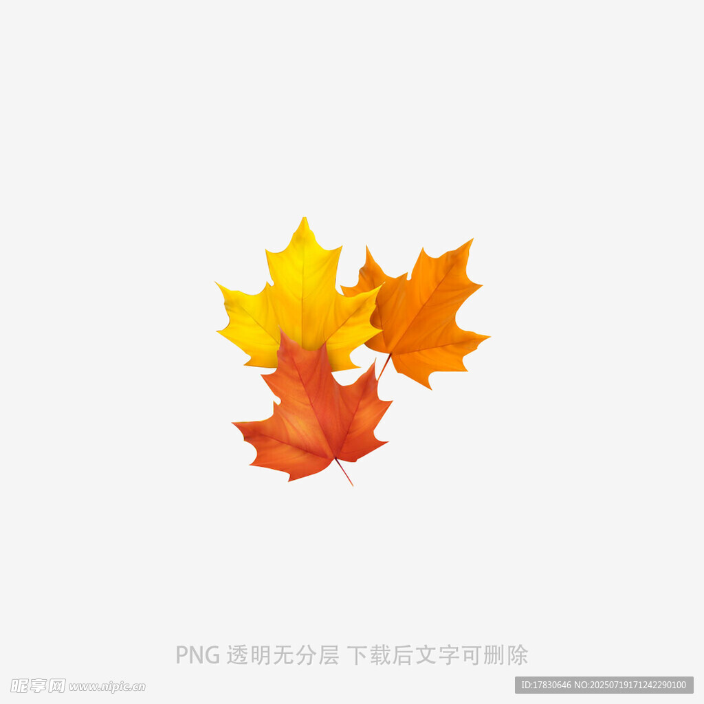 三片多彩枫叶