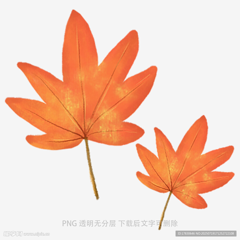两片橙红枫叶插画