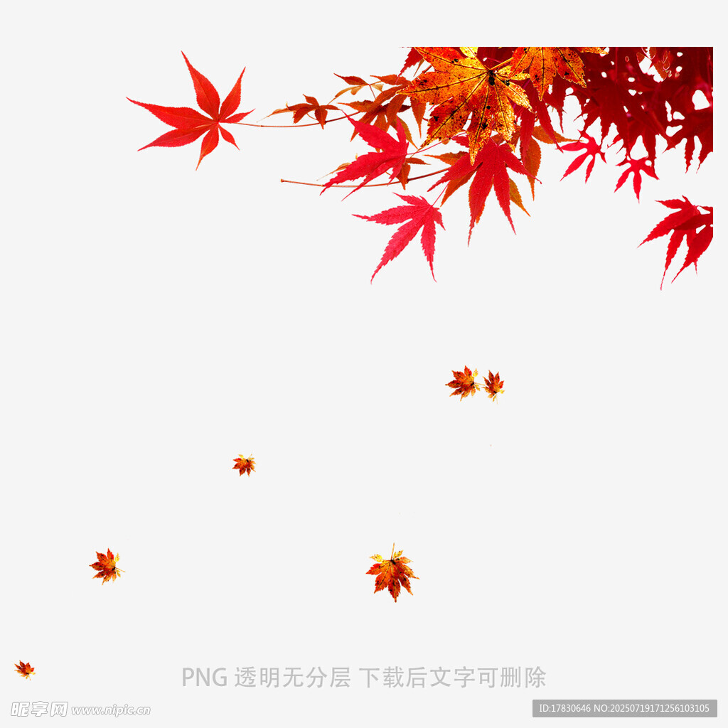 飘落的红枫叶