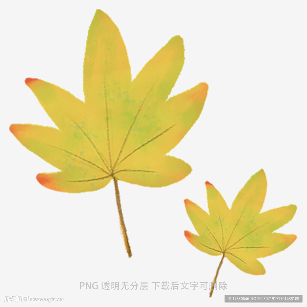 两片枫叶插画素材
