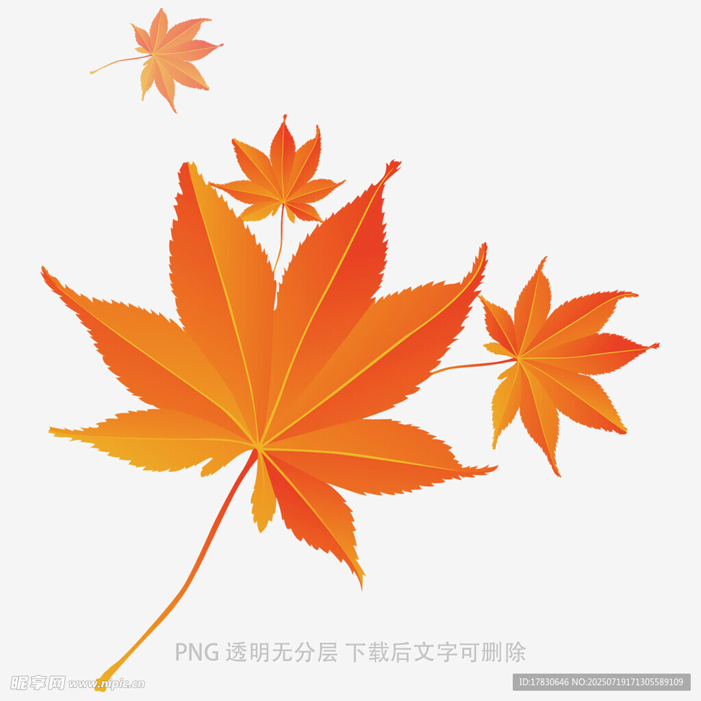 秋日枫叶插画
