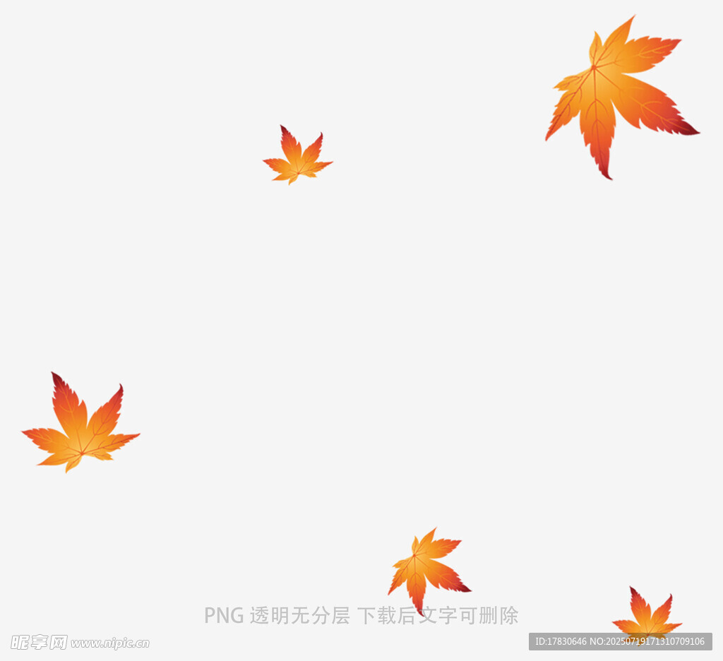 飘落的枫叶