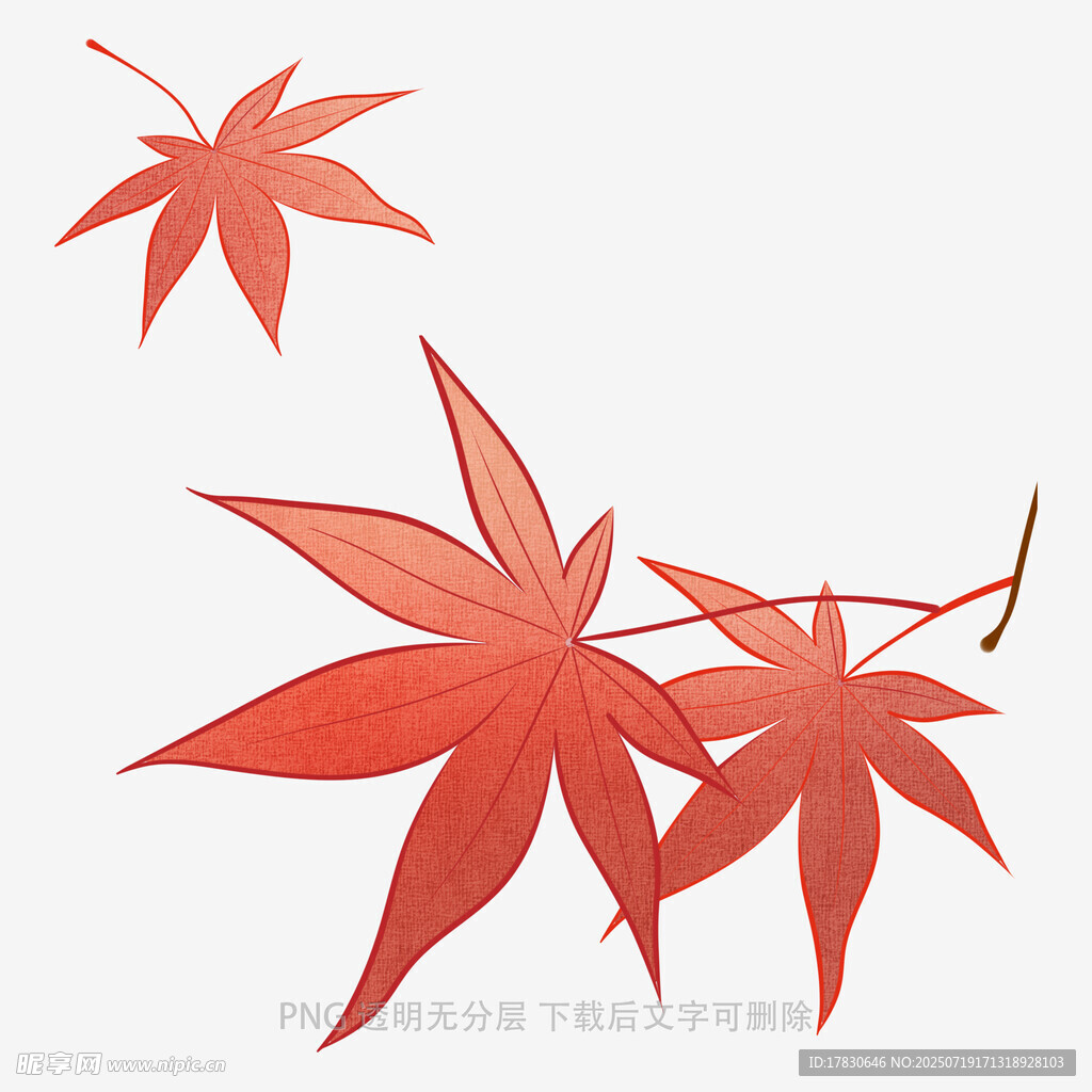 红枫叶插画