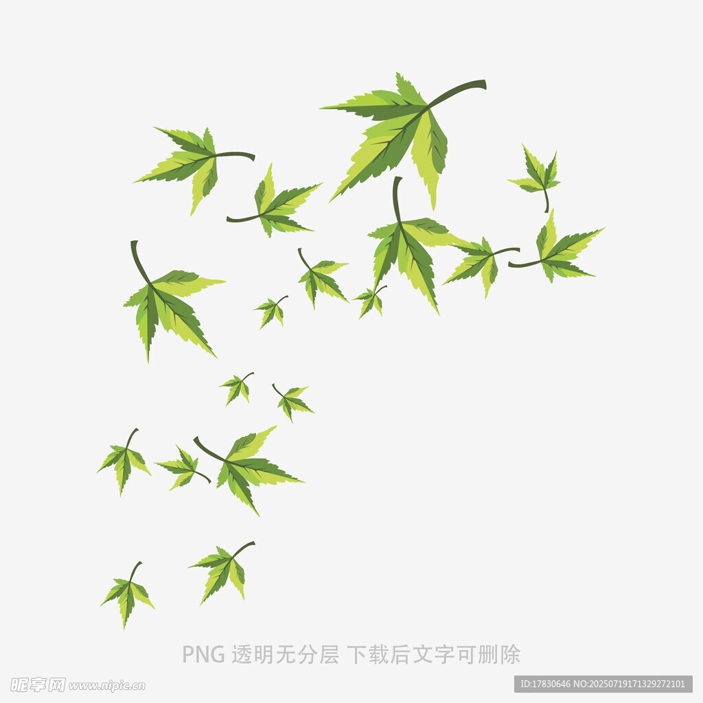 飘落的绿色枫叶