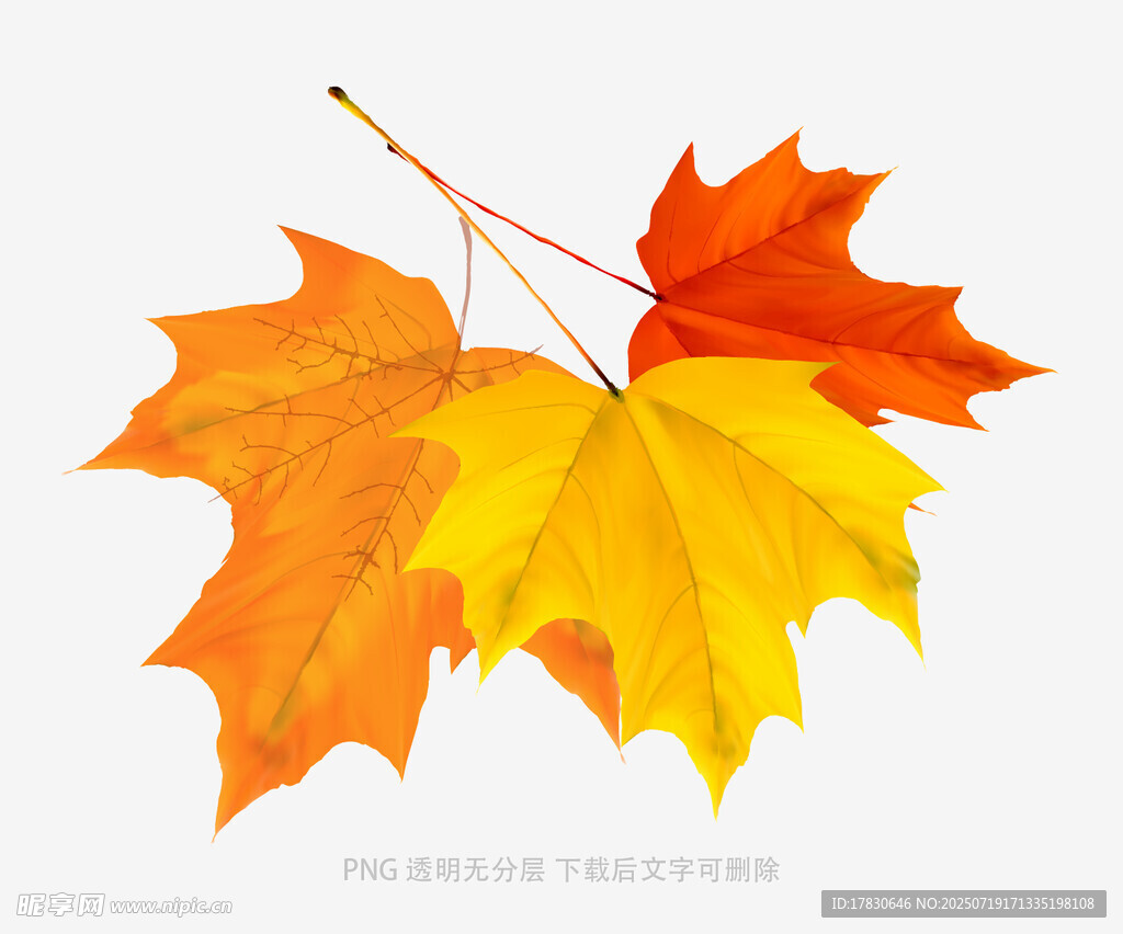 多彩枫叶特写