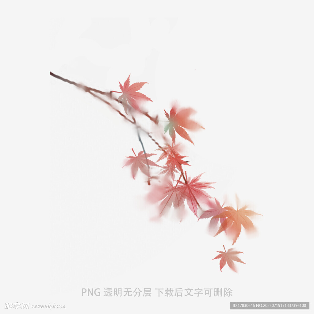 枫叶