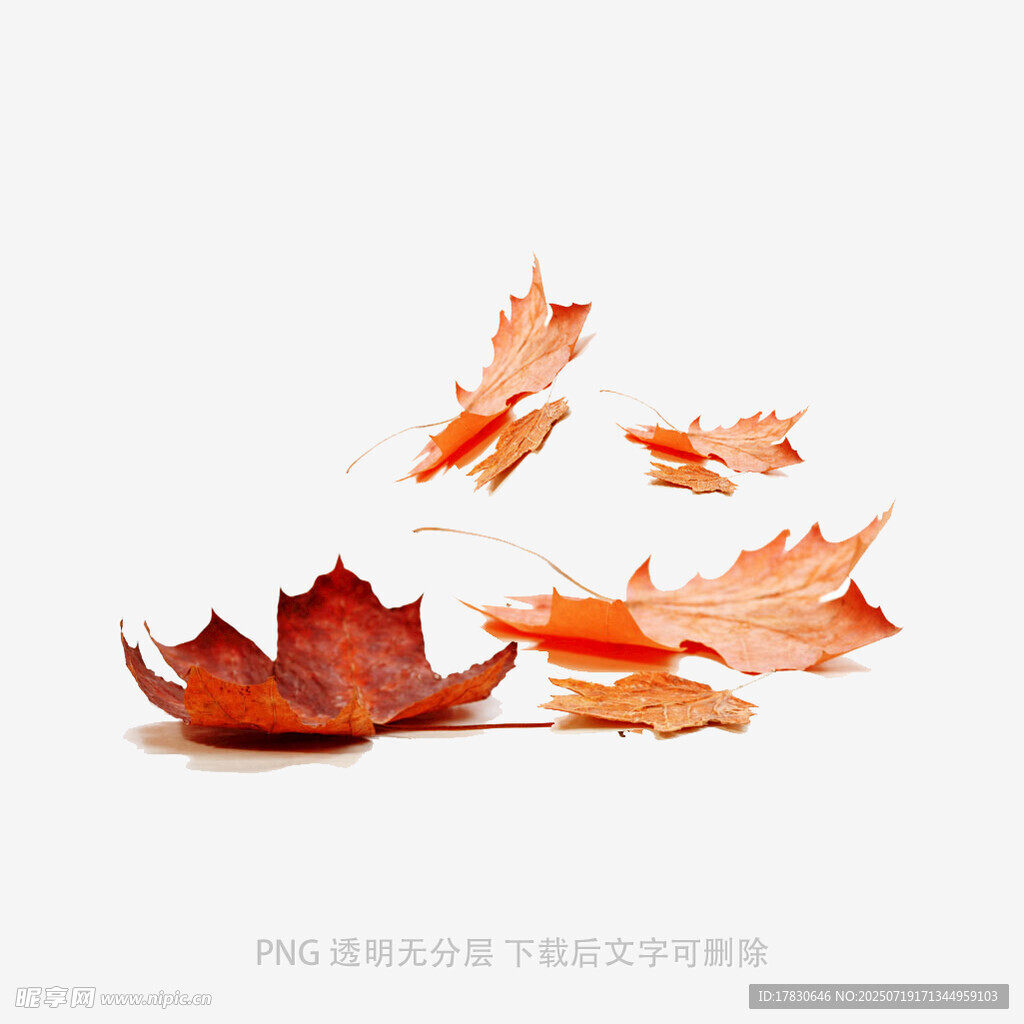飘落的枫叶