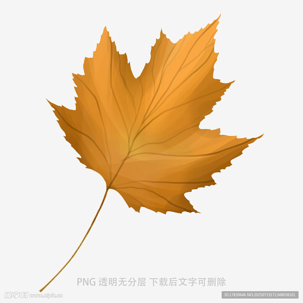 金黄枫叶插画