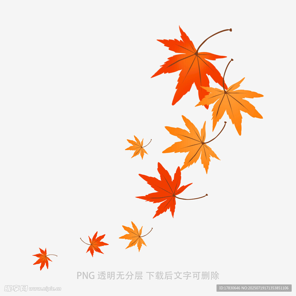 飘落的枫叶