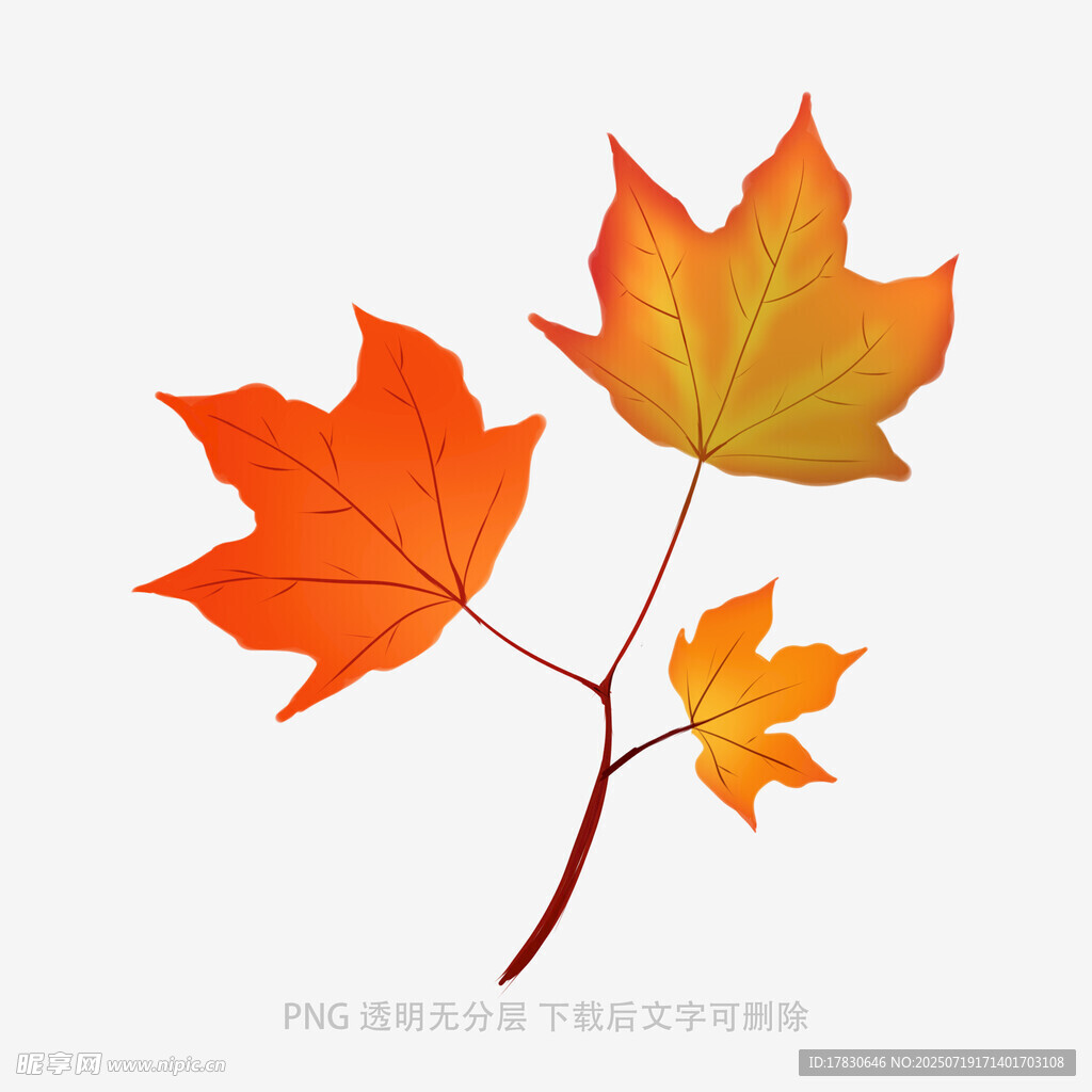 橙黄枫叶插画