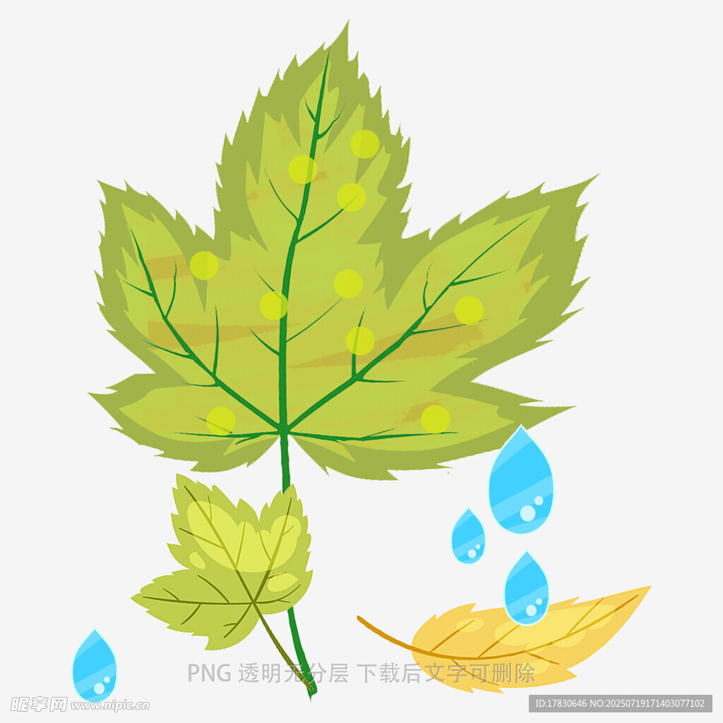 秋日枫叶与水滴插画