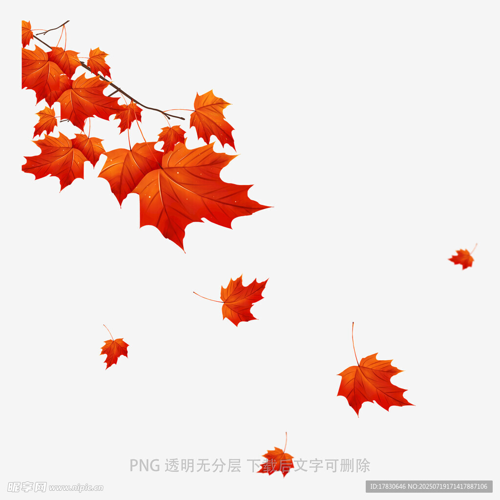 飘落的火红枫叶