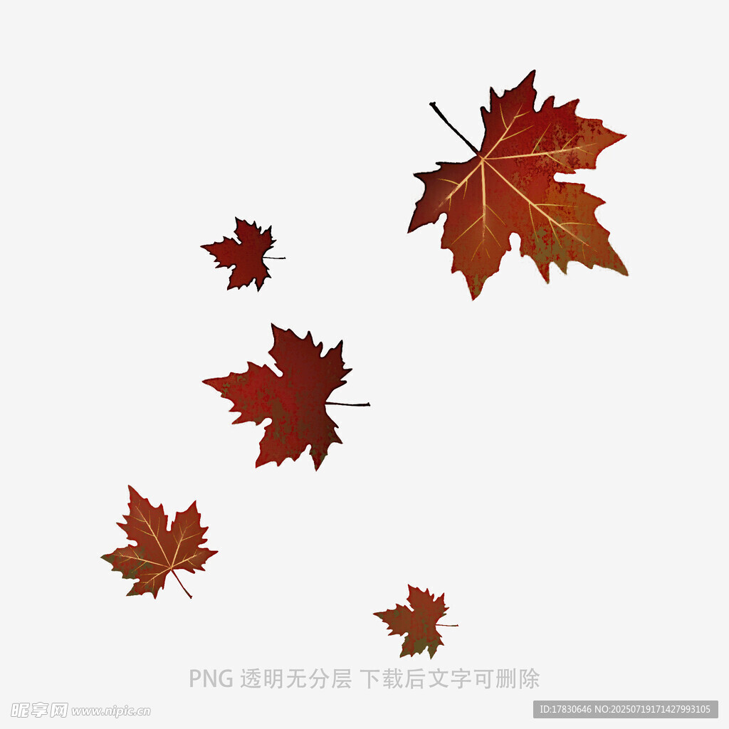飘落的枫叶