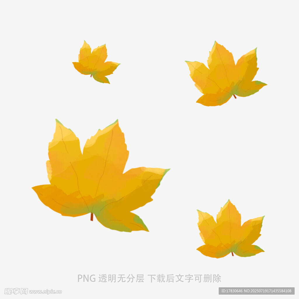 飘落的金黄枫叶