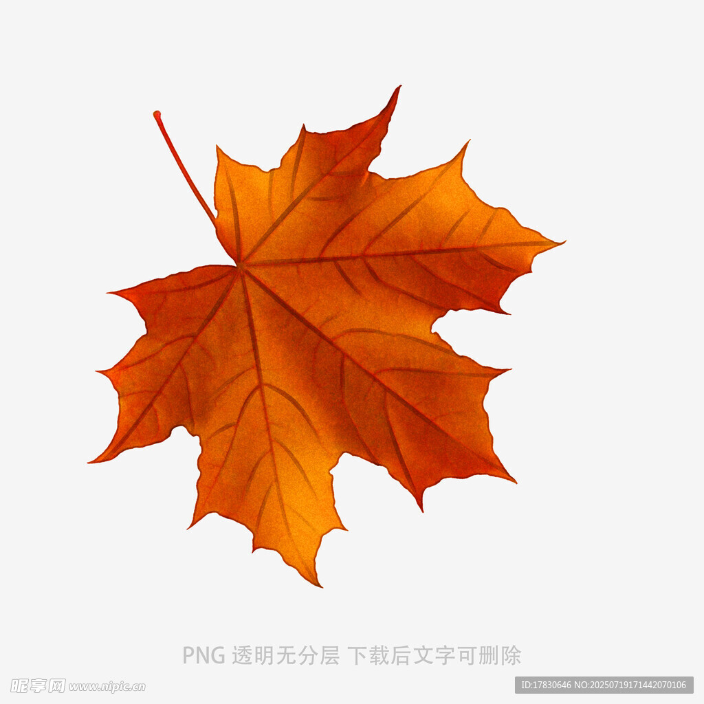 橙红色枫叶插画