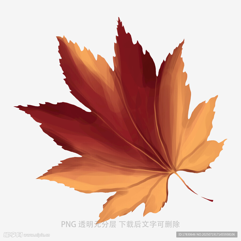 秋日枫叶插画