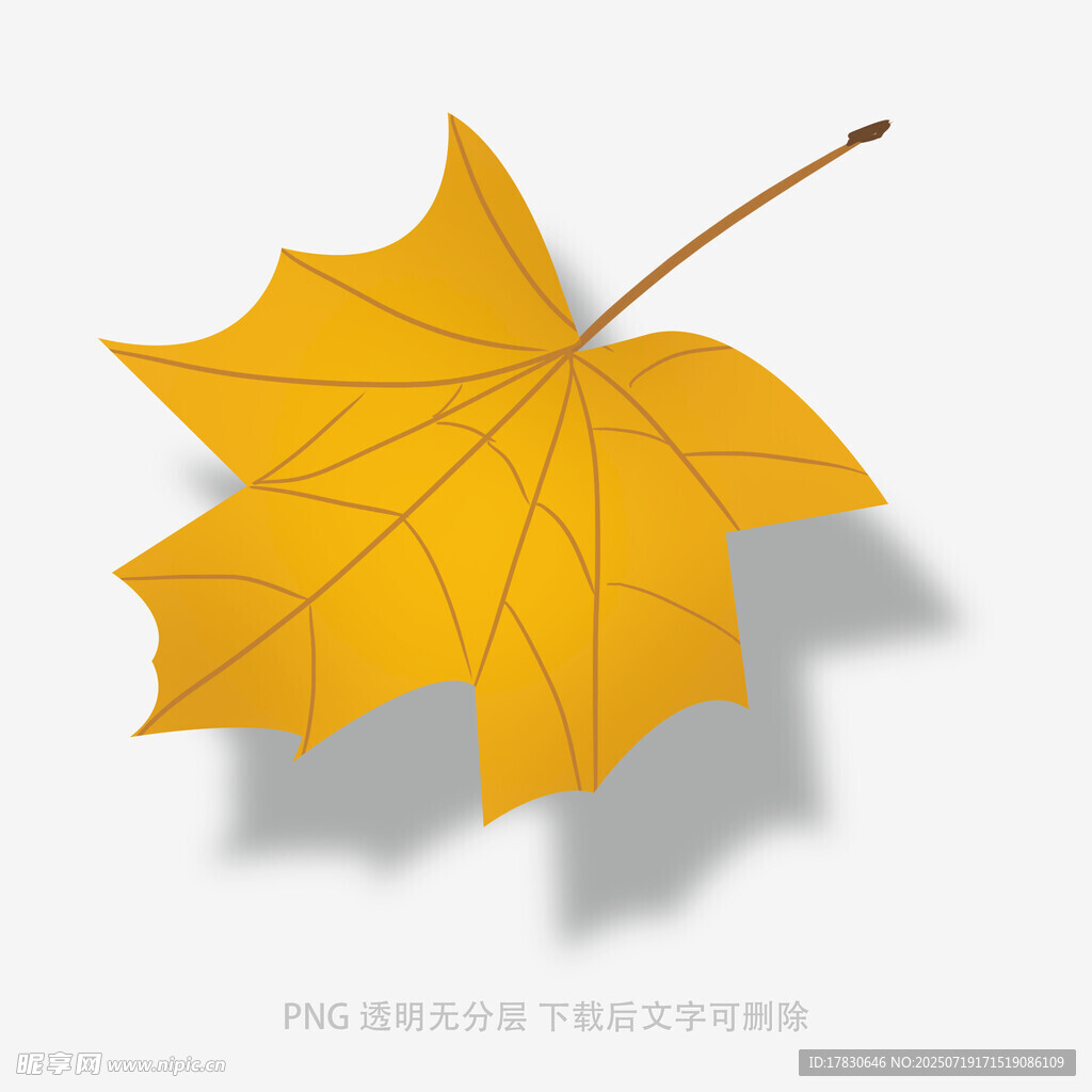 金黄枫叶图案设计素材