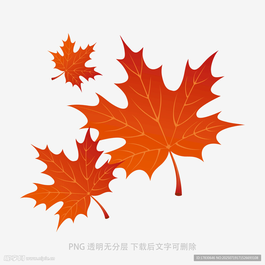 秋日枫叶插画