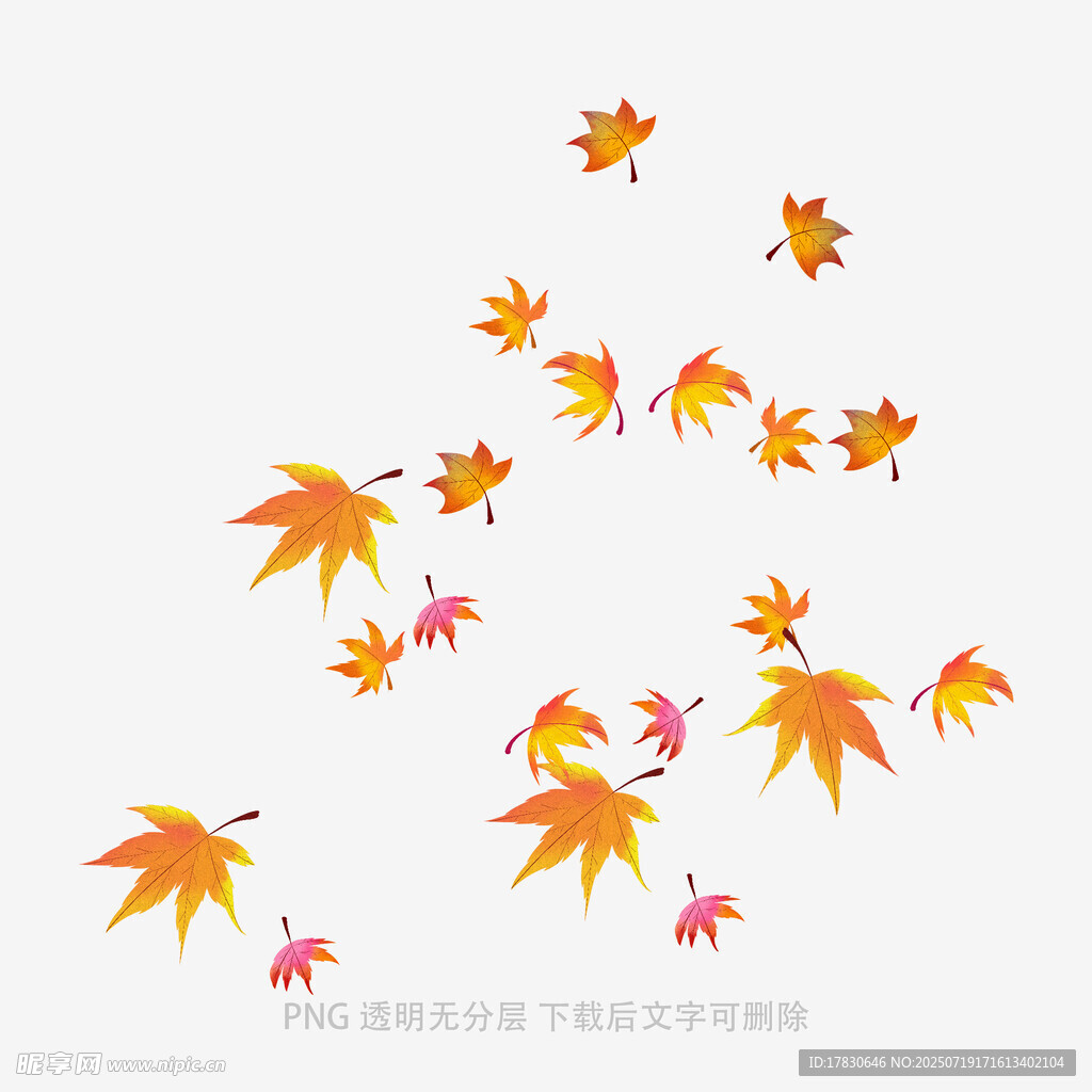飘落的多彩枫叶